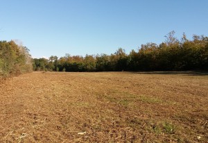 Paduletta 6 - taglio di vegetazione per i prati umidi